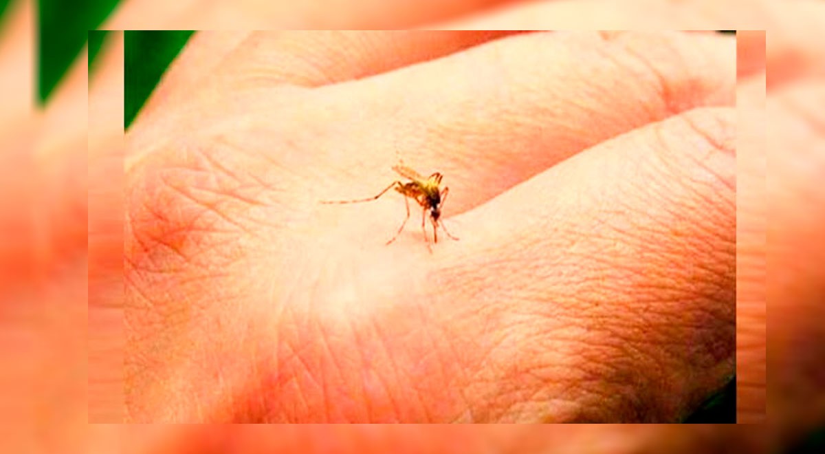 Zancudo Aedes aegypti, vector que transmite el dengue   