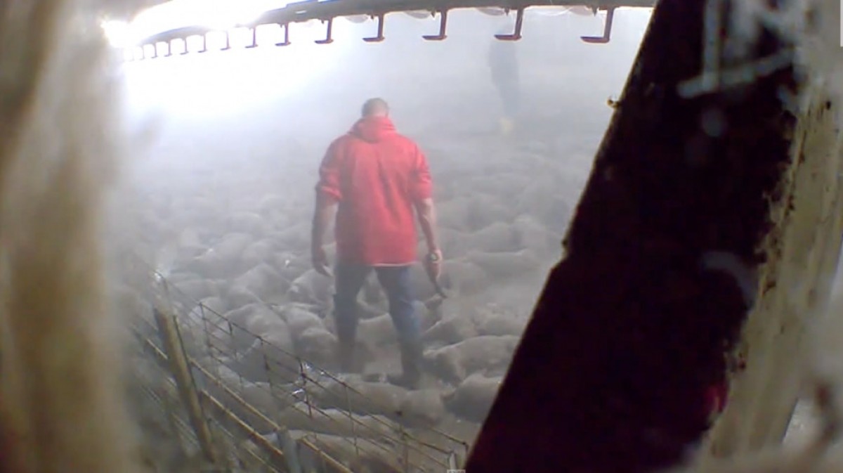 <em>Trabajador con arma mata a los cerdos sobrevivientes</em>.
