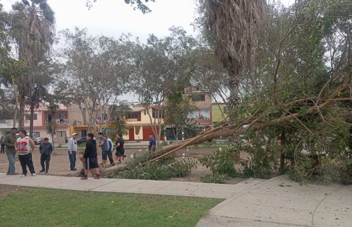 cae árbol en parque de Comas