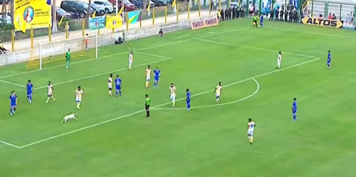 Perro se mete a la cancha